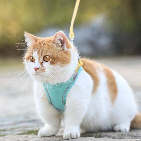 Cat Vest Harness and Leash Set - Escape Proof For Outdoor Walking - SKINMOZ MARKET