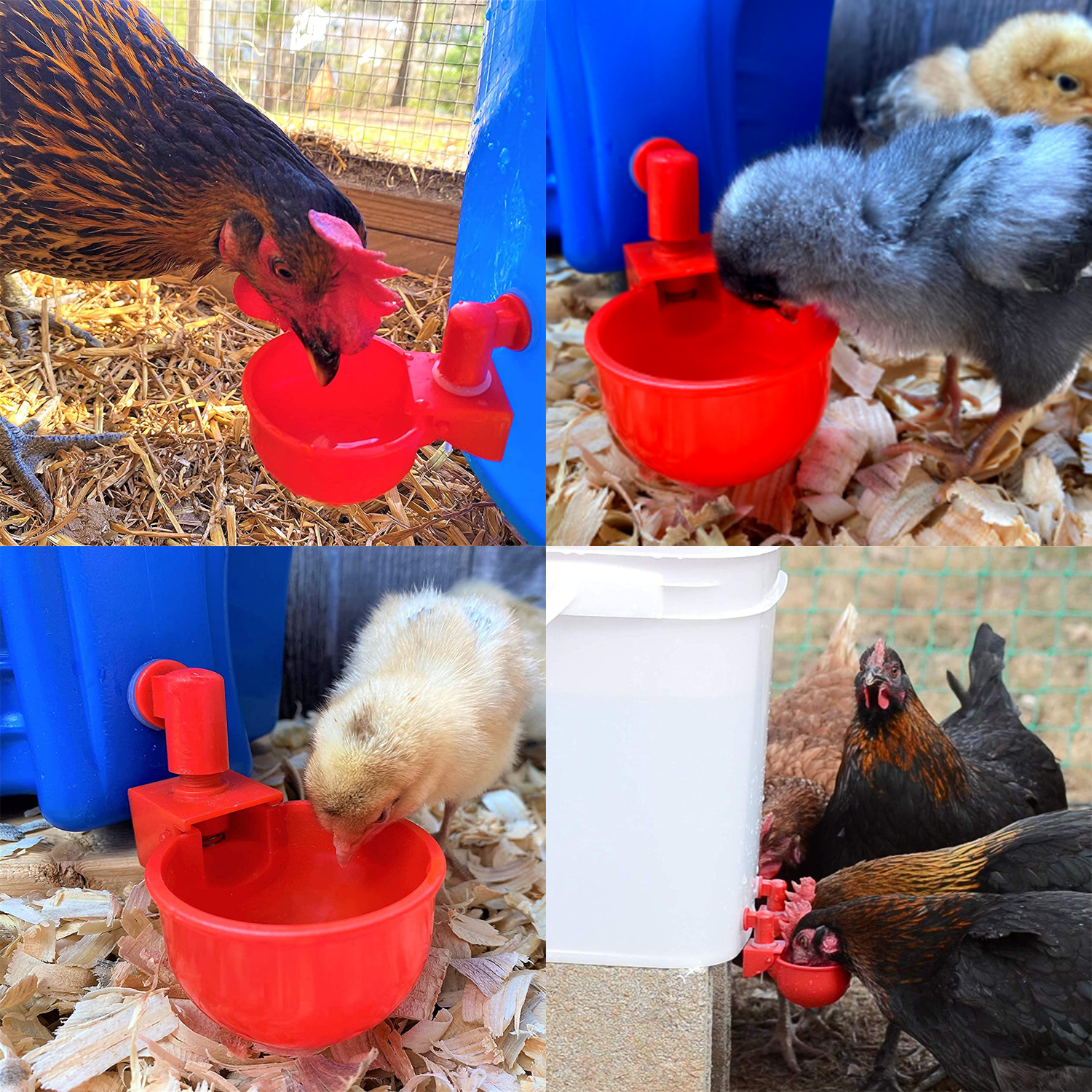 Automatic Chicken Cup Waterer : Auto Poultry Water Cup - SKINMOZ MARKET